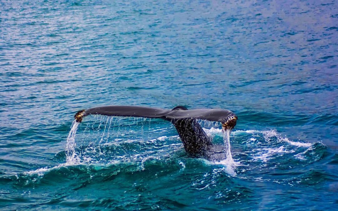 Species Of Marine Animals In Need Of Our Help